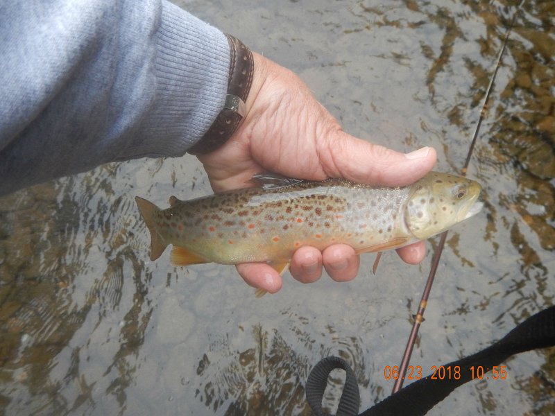 -Kettle Valley-044-.jpg - Although I had to work for it, this brown finally bit.
